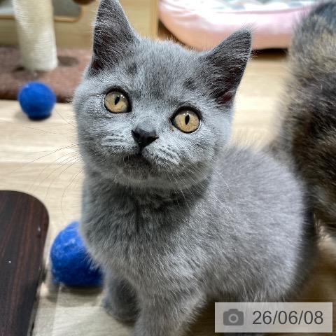 愛知県のブリティッシュショートヘアー (ペットプラス 則武新町店/2026年3月28日生まれ/女の子/ブルー)の子猫の4枚目の画像