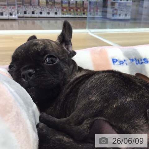 フレンチ・ブルドッグの写真