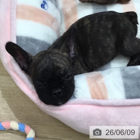 フレンチ・ブルドッグの写真