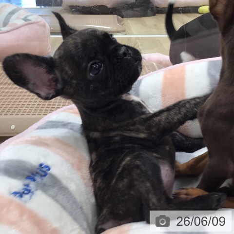 フレンチ・ブルドッグの写真