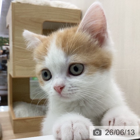 愛知県のスコティッシュフォールド (ペットプラス みなと店/2026年4月8日生まれ/男の子/レッドタビーホワイト)の子猫の3枚目の画像