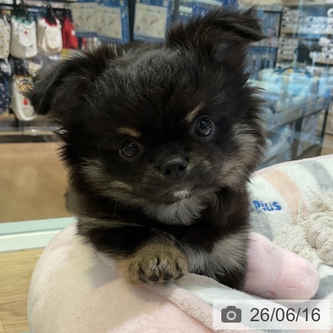 愛知県のチワワ(ロング) (ペットプラス 豊田店/2026年4月8日生まれ/男の子/ブラックタン)の子犬の3枚目の画像