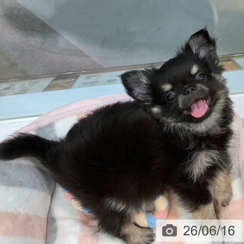 愛知県のチワワ(ロング) (ペットプラス 岡崎店/2026年4月8日生まれ/男の子/ブラックタン)の子犬の4枚目の画像