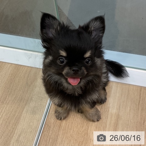 愛知県のチワワ(ロング) (ペットプラス 岡崎店/2026年4月8日生まれ/男の子/ブラックタン)の子犬の3枚目の画像