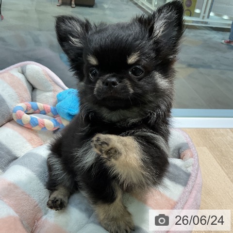 愛知県のチワワ(ロング) (ペットプラス 岡崎店/2026年4月8日生まれ/男の子/ブラックタン)の子犬の3枚目の画像