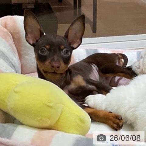 ミニチュア・ピンシャーの写真
