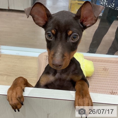 ミニチュア・ピンシャーの写真