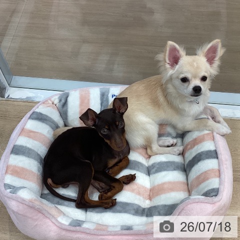 ミニチュア・ピンシャーの写真