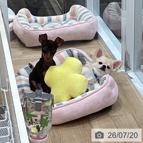 ミニチュア・ピンシャーの写真
