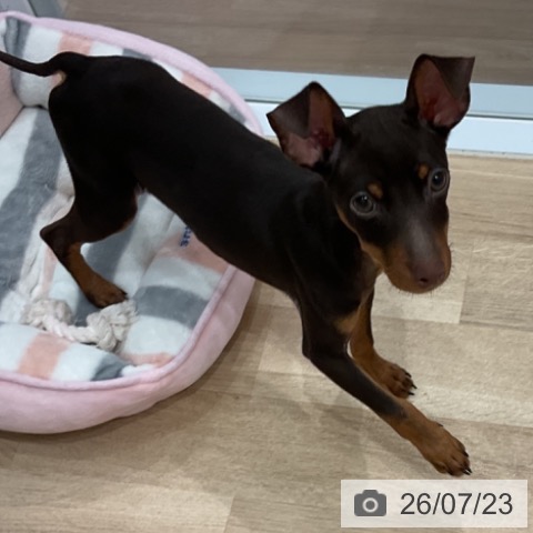 ミニチュア・ピンシャーの写真