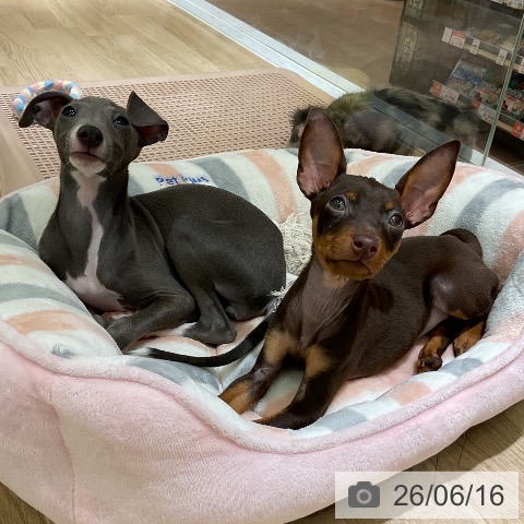 愛知県のミニチュアピンシャー (ペットプラス イオンモール豊川店/2026年4月7日生まれ/男の子/チョコレートタン)の子犬の3枚目の画像