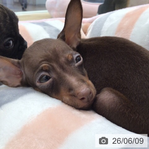 ミニチュア・ピンシャーの写真