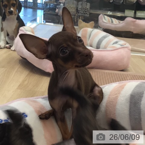 ミニチュア・ピンシャーの写真