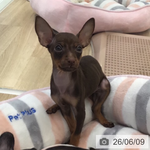 ミニチュア・ピンシャーの写真