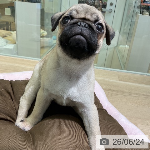 愛知県のパグ (ペットプラス 岡崎店/2026年4月8日生まれ/男の子/フォーン)の子犬の4枚目の画像