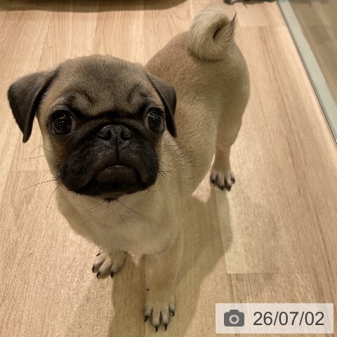 愛知県のパグ (ペットプラス 岡崎店/2026年4月8日生まれ/男の子/フォーン)の子犬の4枚目の画像