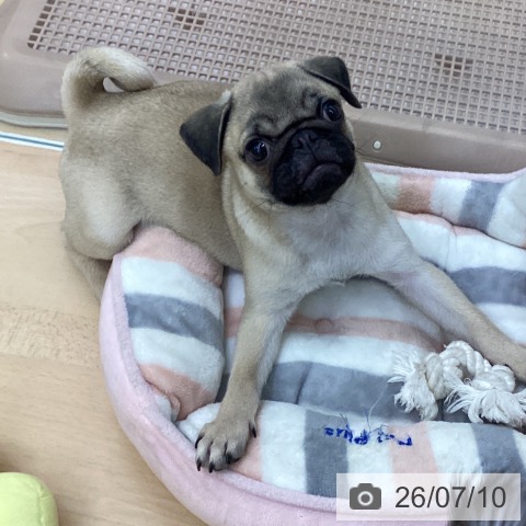 愛知県のパグ (ペットプラス 豊橋牧野店/2026年4月8日生まれ/男の子/フォーン)の子犬の4枚目の画像