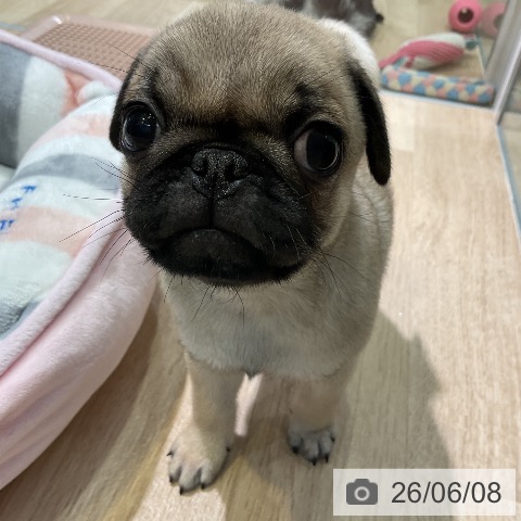 パグの写真