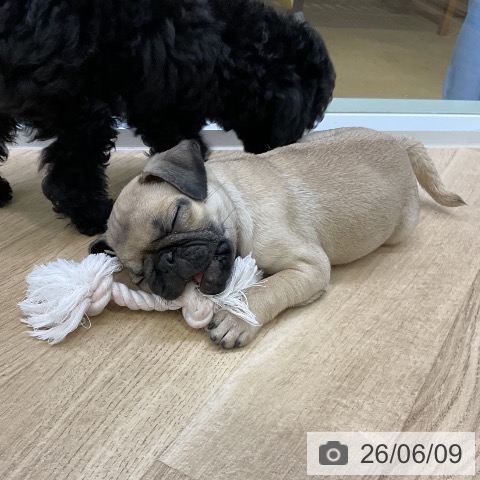 パグの写真