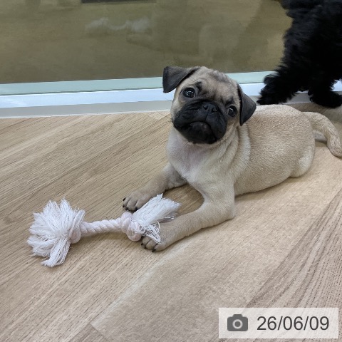 パグの写真