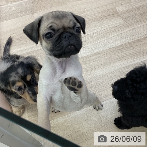 パグの写真