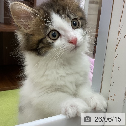 ノルウェージャンフォレストキャットの写真