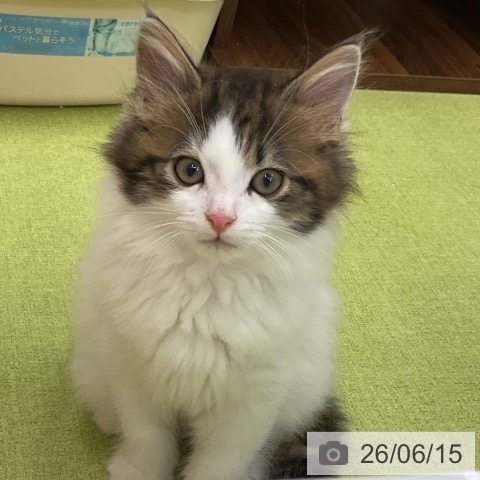 ノルウェージャンフォレストキャットの写真
