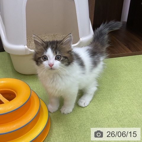 ノルウェージャンフォレストキャットの写真
