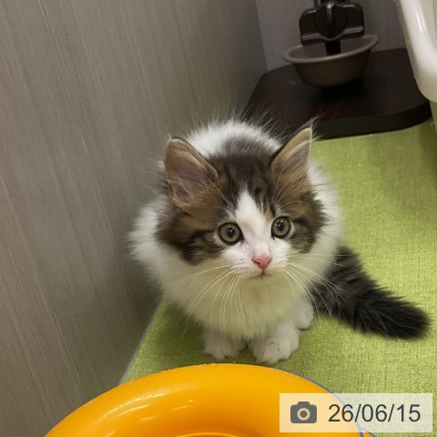 三重県のノルウェージャンフォレストキャット (ペットプラス 津南店/2026年4月3日生まれ/女の子/ブラウンタビーホワイト)の子猫の4枚目の画像