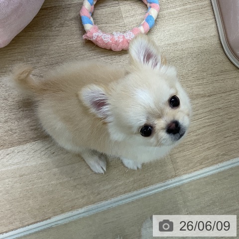 チワワの写真