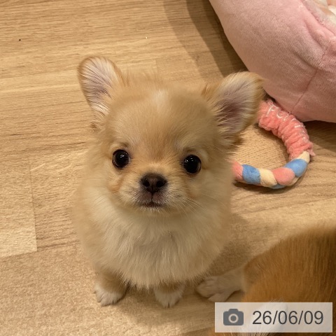 チワワの写真