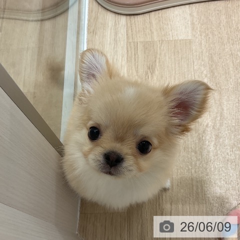 チワワの写真