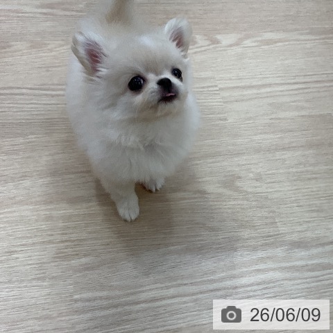 チワワの写真