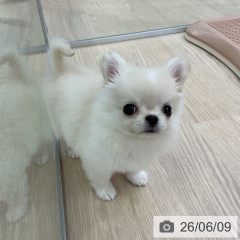 チワワの写真