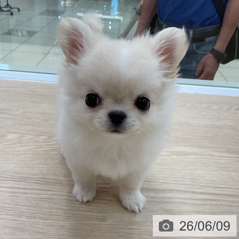 チワワの写真