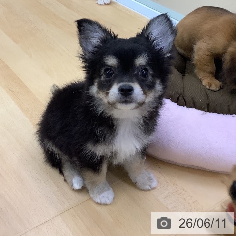 チワワの写真