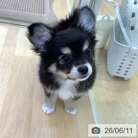 チワワの写真