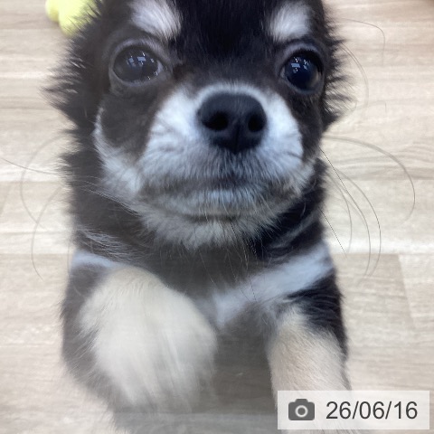 愛知県のチワワ(ロング) (ペットプラス みなと店/2026年4月7日生まれ/女の子/ブラッククリーム)の子犬の4枚目の画像