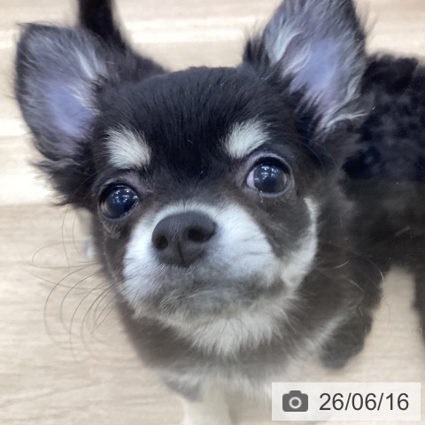 愛知県のチワワ(ロング) (ペットプラス みなと店/2026年4月7日生まれ/女の子/ブラッククリーム)の子犬の3枚目の画像