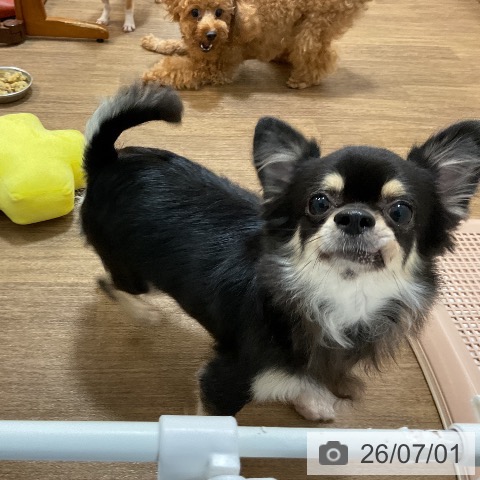 チワワの写真