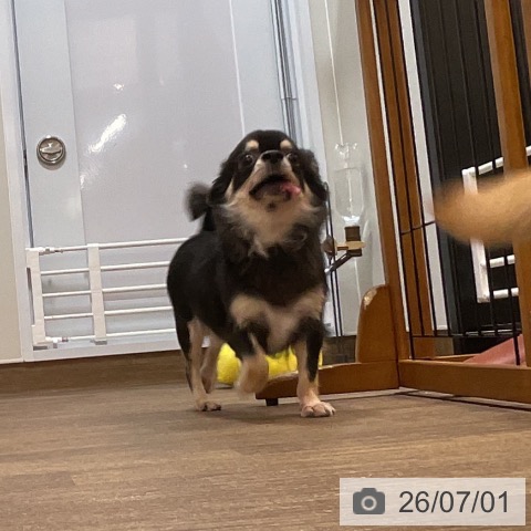 チワワの写真
