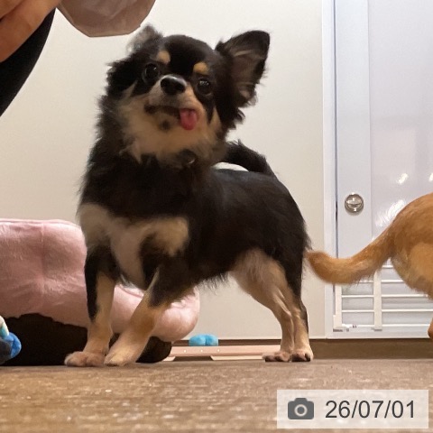 チワワの写真