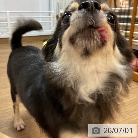 チワワの写真