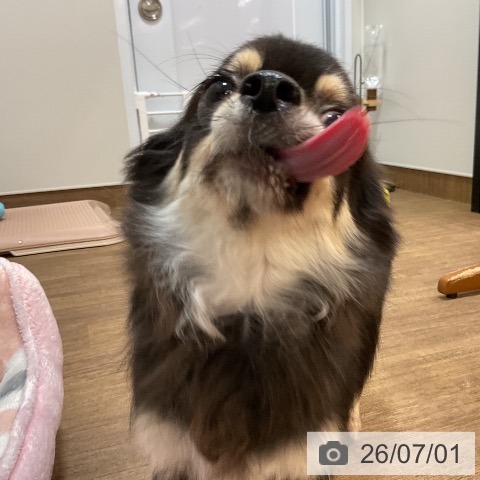 チワワの写真