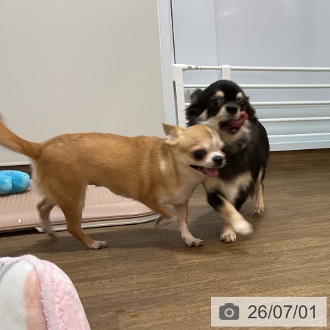 チワワの写真