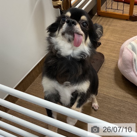 チワワの写真