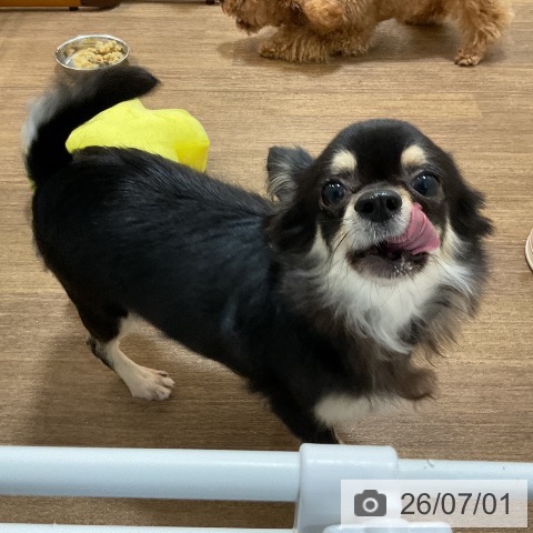 チワワの写真