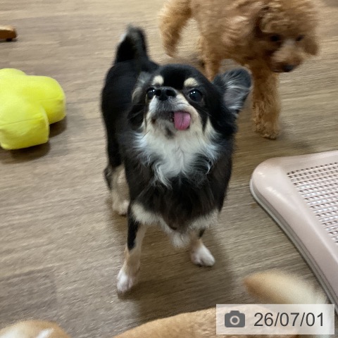 チワワの写真