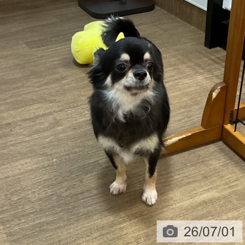チワワの写真