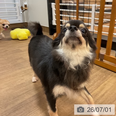 チワワの写真